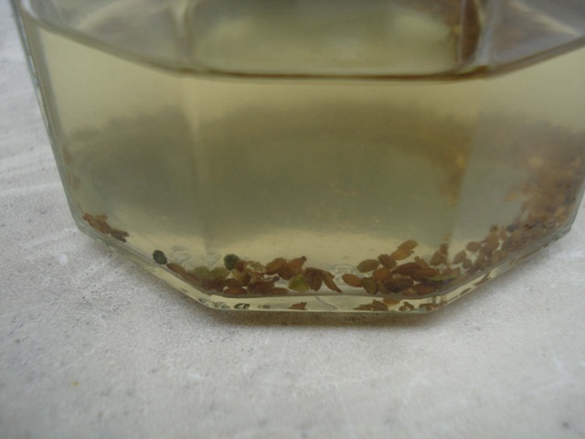 [carrot seeds soaking_1_1_1[5].jpg]
