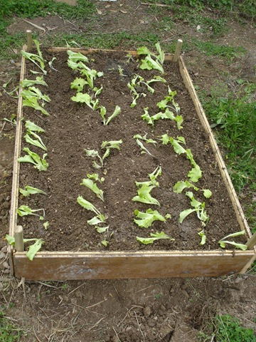 [new salad box_1_1[3].jpg]