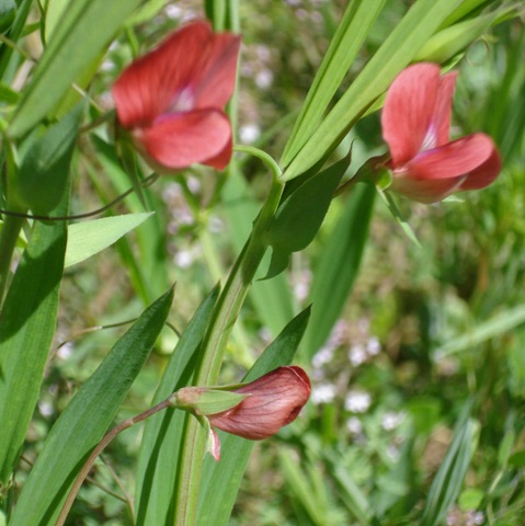 [Lathyrus cicera - chickling vetch_1_1[3].jpg]