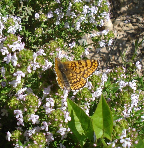 [butterfly on thyme_1[3].jpg]