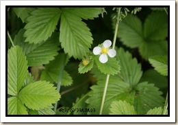 Fraise des bois Fraise des bois
