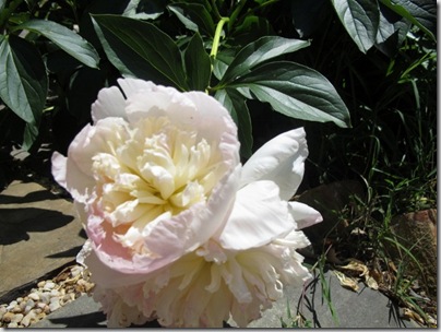 2010-05-08 032 (640x480)