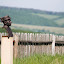[SK] Záhradná socha pri veternom mlyne. Kuželov, Čechy. ----- [EN] A garden statue near the Kuželov Windmill (Czech Republic).