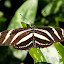 Niagara Falls Butterfly Conservatory