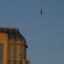 Tightrope walker in Niagara Falls (Canada).