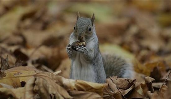 8squirrel550