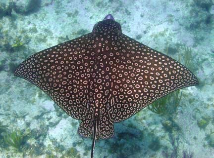 [Spotted-eagle-ray-XX[2].jpg]
