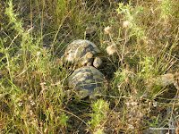 Tortugueitors.