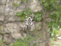 Habitante de la fortaleza de Kotor.