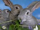 Cuz's Cuties