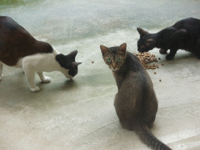 http://lh5.ggpht.com/_NIg2axOaou4/SnPx-YfsdvI/AAAAAAAAAek/lSkVZKg0kqM/s640/P7220018.JPG