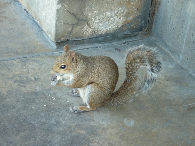 [squirrel1[2].jpg]