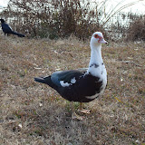 DSC00806.JPG