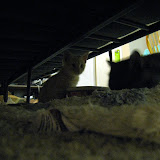 IMG_4361.JPG