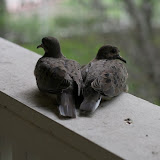 IMG_6126.JPG