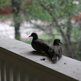 IMG_6130.JPG