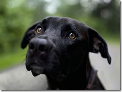 01883_samedog_1600x1200