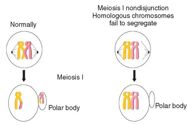 stages of meiotic division