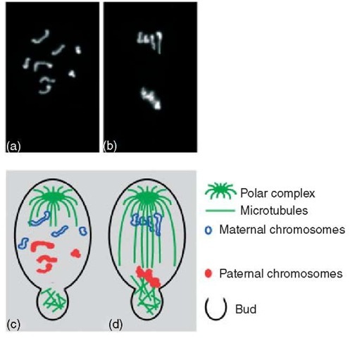 Chromosome elimination during first male meiosis in S. ocellaris. Upper row: DAPI-stained spermatocyte chromosomes. (a) Prophase I; (b) Anaphase I. Lower row: a diagrammatic representation of the same pictures illustrating the chromosome interactions with the microtubules of the first meiotic spindle and bud microtubules in the spermatocyte. (c) Prophasic chromosomes do not pair. Maternal and paternal chromosomes display a separate arrangement within the nucleus. A monopolar spindle is formed and nonspindle microtubules are generated in the cytoplasmic bud regions. (d) Maternal chromosomes move toward the single pole while paternal chromosomes segregate into the bud