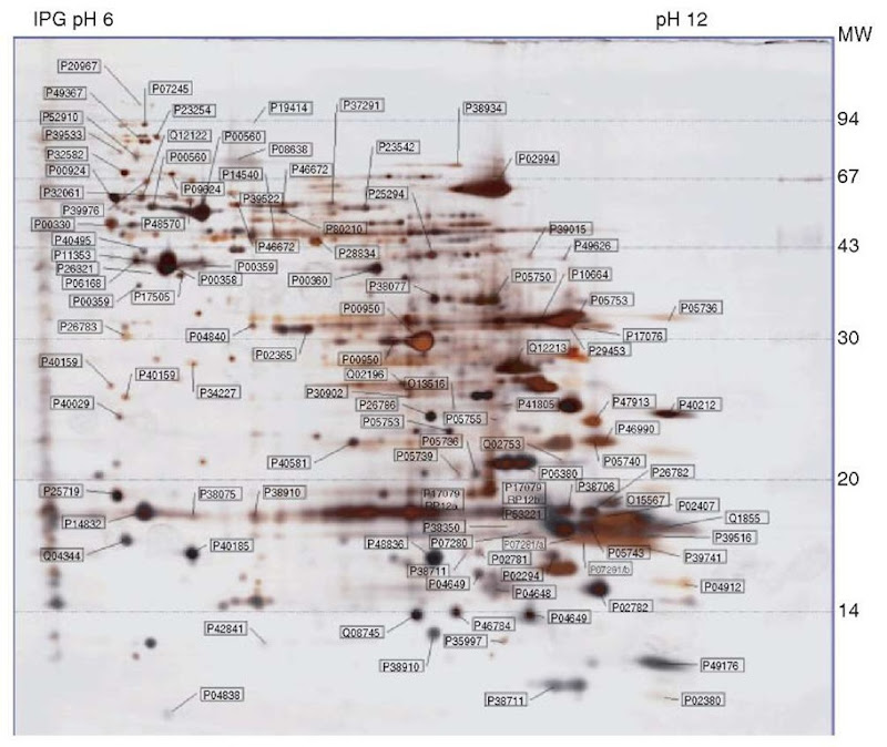 2DE of a TCA-acetone extract of Saccharomyces cerevisiae proteins, separated by IEF in an 18-cm-long IPG strip containing a linear pH gradient 6-12, followed by SDS-PAGE in a vertical 15% gel. Protein detection by silver staining showing the 106 mapped and identified spots annotated by Swiss-Prot accession numbers 