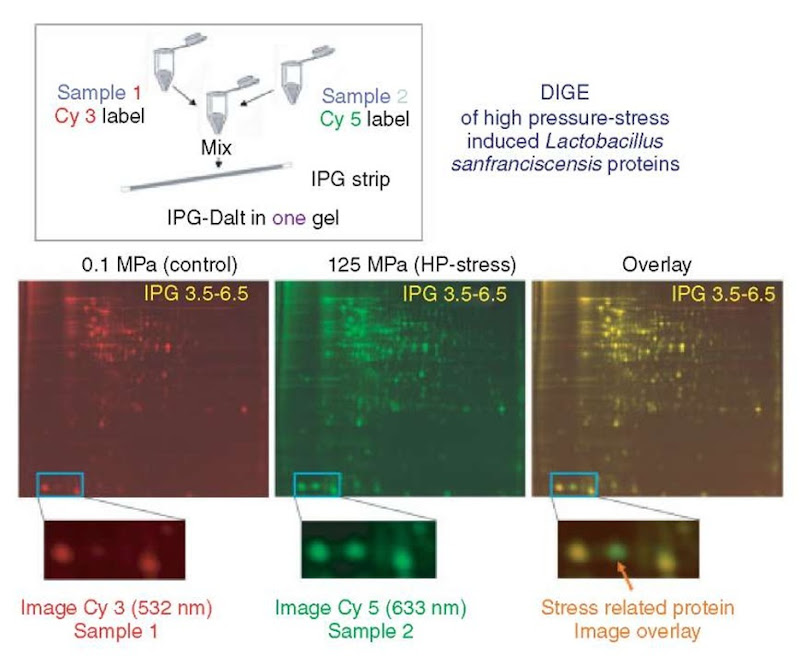 DIGE of high-pressure inducible Lactobacillus sanfranciscensis proteins. Samples (Control (at 0.1 Mpa) and high-pressure stressed (at 125 MPa)) were labeled in vitro with two different fluorescent cyanine dyes (Cy3 and Cy5, respectively) differing in their excitation and emission wavelengths. The samples were mixed, and the mixture was separated on a single 2DE gel. After consecutive excitation with both wavelengths, the resultant gel images were overlayed to visualize differences (e.g., up- or downregulated proteins) between the samples 