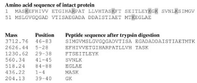 Theoretical tryptic digest of a protein. The arginines and lysines are marked in gray in the amino acid sequence 