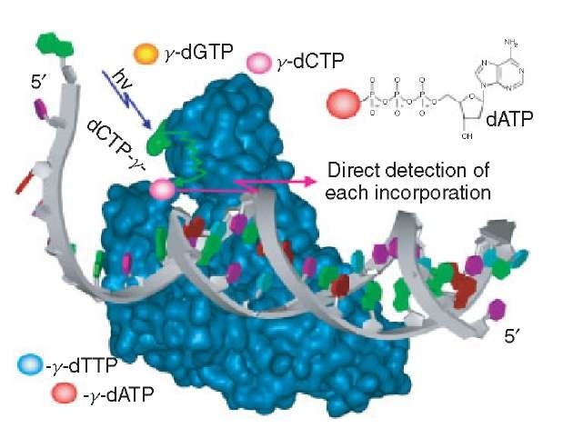 Real-time detection of dNTP incorporation. Components of the VisiGen Sequencing System include modified polymerase, color-coded nucleotides, primer, and template. Energy transfers from a donor fluorophore within polymerase to an acceptor fluorophore on the y-phosphate of the incoming dNTP, stimulating acceptor emission, fluorescence detection, and incorporated nucleotide identification. Fluorescently tagged pyrophosphate leaves the complex, producing natural DNA. This nonserial approach enables rapid detection of subsequent incorporation events. Time-dependent fluorescent signals emitted from each complex are monitored in massively parallel arrays and analyzed to determine DNA sequence information. 