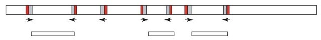 IRS-PCR permits amplification of DNA sequences located between two closely positioned but oppositely orientated repeat elements. A single primer corresponding to a sequence close to the end of the repeat consensus sequence can bind to each of two closely located, oppositely orientated repeat sequences. Amplification is carried out with a single primer complementary to the 5'-3' repetitive element 