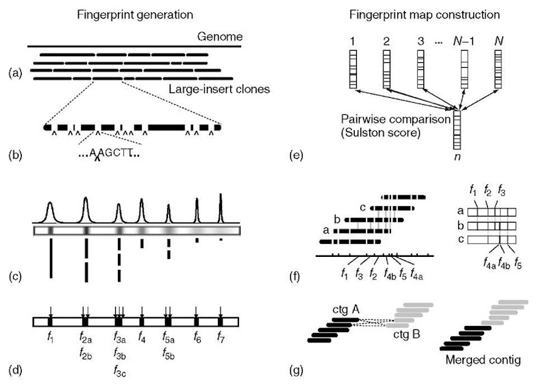 Overview of clone fingerprint data generation and map construction. The two components are shown, fingerprint generation on the left and map construction on the right. Fingerprint generation (a-d): (a) Generation of a large-insert clone library that represents the genome at a high level of redundancy. (b) Clones are sampled randomly from the library and digested with restriction endonuclease, here illustrated with the enzyme HindIII, with recognition sequence A|AGCTT. (c) Size separation of the restriction fragments by electrophoresis. Stylized data are depicted, with electrophoresis progressing from left to right. Top, chromatogram derived from fluorescently labeled fragments separated on automated sequencer; middle, fragments separated on an agarose gel and visualized with fluorescent DNA dye; bottom, actual restriction fragments. (d) Fragment detection and size determination. Each detected fragment is denoted with f n where n indicates a particular fragment size. Note that multiple=