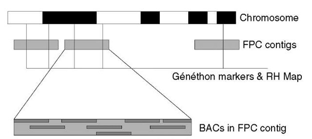 Strategy of HGP was based on selecting a minimal set of overlapping BAC clones to sequence, from libraries covering the genome many times. Each selected=