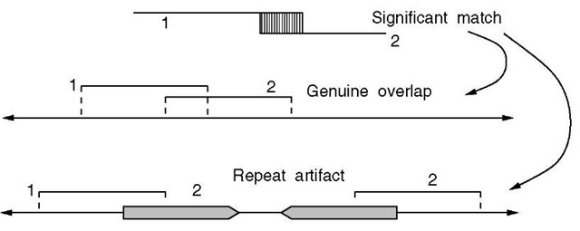 A significant match between two fragments represents a genuine overlap, or the collapse of a region due to a repeat structure. In the former case, fragments 1 and 2 actually derive from the same location in the source DNA molecule, while in the latter case they do not. If a repeat artifact were to be erroneously accepted as a valid overlap, the intervening region would be lost 