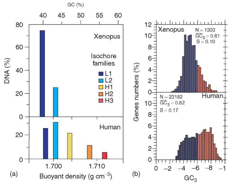 (a) Isochore families from Xenopus and human, as deduced from density gradient centrifugation. (b) Compositional patterns of coding sequences (represented by GC3 values averaged per coding sequence; GC3 is the GC level of third codon positions) for Xenopus and human.