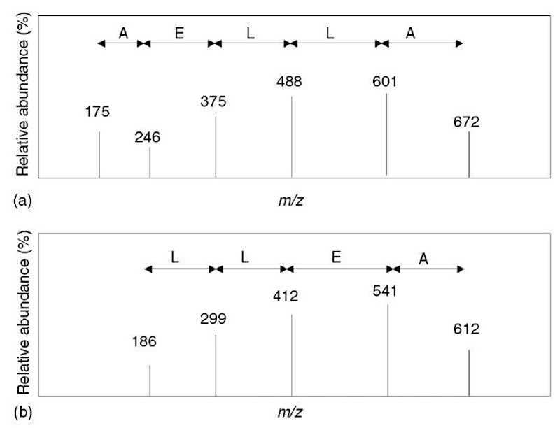 General approach to peptide sequencing. Hypothetical spectra are shown of a peptide with a molecular weight of 785. (a) Fragment ion mass differences delineate a partial sequence; however, the directionality is not known (i.e., the partial sequence could be either AELLA or ALLEA). The lowest mass ion in the series at m/z 175 corresponds to a y 1 ion containing an arginine residue; therefore, a likely explanation is that the series contains the C-terminus -ALLEAR. This partial sequence is 114 Da short of the peptide mass (corresponding to N or two Gs), so two candidate sequences would be NALLEAR or GGALLEAR. (b) The fragment ion mass differences delineate two possible sequences (LLEA or AELL, directionality is unknown). The lowest mass ion in the series does not correspond to any possible y 1 ion (186 — 19 = 167, which does not correspond to an amino acid residue mass listed in Table 1). If the ion series was due to b-type ions, then the highest mass ion might be due to the loss of a single C-terminal residue. Subtract 17 Da from the peptide mass and then subtract the highest mass ion in the series (785 — 17 — 612 = 156). The residue mass of arginine is 156, so this could be assumed to be a b-type ion series. Hence, a partial sequence can be deduced as LLEAR, which is 185 Da less than the peptide mass. Therefore, there are two or more unsequenced amino acids with a combined mass of 185 Da that is appended to the N-terminus - [185] LLEAR 