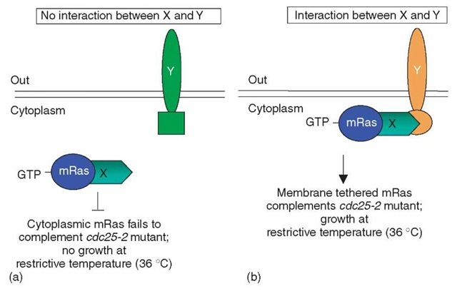 Reverse Ras recruitment system: The Reverse Ras recruitment system tests for interactions between a cytoplasmic constitutively active mRas, which is fused to protein X (X-mRas), and a membrane associated protein Y. (a) If no interaction occurs between proteins X-mRas and Y, protein X-mRas remains cytoplasmic and is unable to complement the growth phenotype of the mutant yeast strain cdc25-2. (b) However, if X-mRas and Y interact, X-mRas is then tethered to the membrane, which enables X-mRas to complement the growth phenotype of the mutant yeast strain cdc25-2 