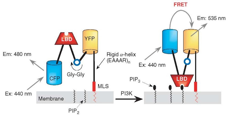 Principle of fllip for visualizing PIP3. Upon binding of PIP3 with the PH domain within fllip, a filp-flop-type conformational change of fllip takes place, which changes the efficiency of FRET from CFP to YFP. Abbreviations: LBD: lipid binding domain; MLS: membrane localization sequence 