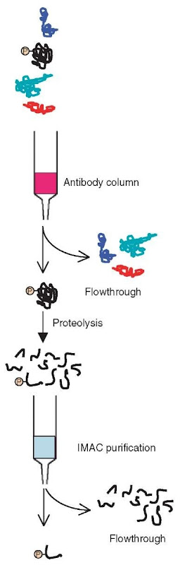  A general strategy using antibodies and immobilized metal affinity chromatography (IMAC) to enrich for phosphoproteins and subsequently phosphopeptides. Each of the enrichment steps can also be used separately 