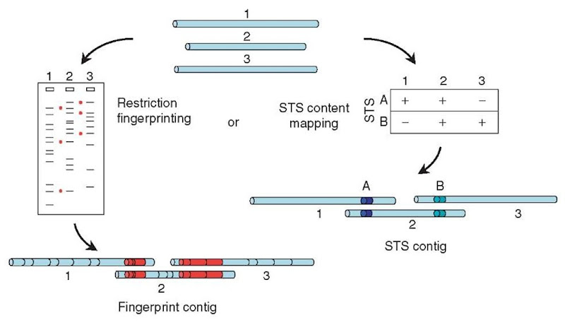 Physical mapping. Large-insert clones (top) can be characterized by digesting them with a restriction enzyme and measuring the sizes of the resulting fragments on a gel (left). Clones that have several fragment sizes in common (indicated by red dots) can be assumed to overlap, with the shared fragments arising from the regions of overlap (bottom left; common restriction fragments shown in red). Alternatively (right), each clone can be tested for the presence of many different STS markers (in this case, two markers A and B). Clones that carry the same STS markers can be inferred to overlap, the shared markers lying in the region of overlap (bottom; markers indicated by colored segments) 