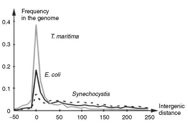 Frequency of intergenic distances (in 10 bp bins) in three bacterial genomes. Only distances between genes located on the same DNA strand were considered 