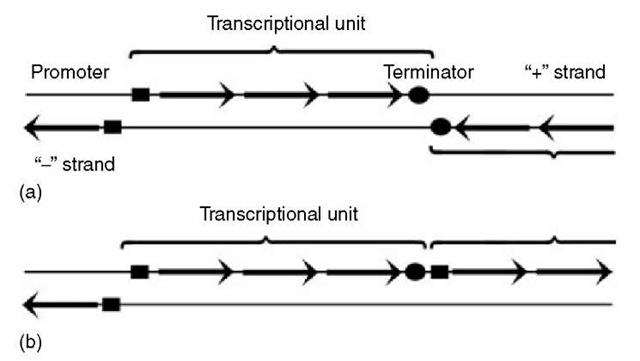 A scheme of a transcription unit. (a) The neighboring transcription units are located on the opposite DNA strand. (b) At least two consecutive transcription units are located on the same DNA strand, making it difficult to locate a boundary between them 