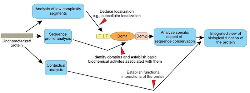A general scheme for in silico functional inference for uncharacterized proteins. The grey box denotes the sequence of an uncharacterized protein prior to domain identification. The yellow boxes with T represent TM segments, while "Doml" and "Dom2" represent two conserved globular domains that were detected in the protein 