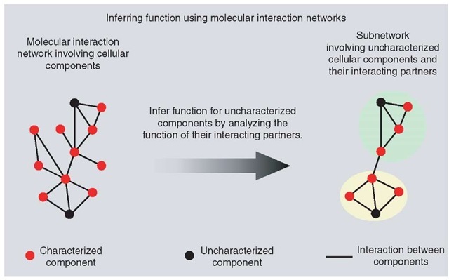 Figure illustrating the general idea of inferring function of an uncharacterised cellular component based on its links with other characterized components in a molecular interaction network 