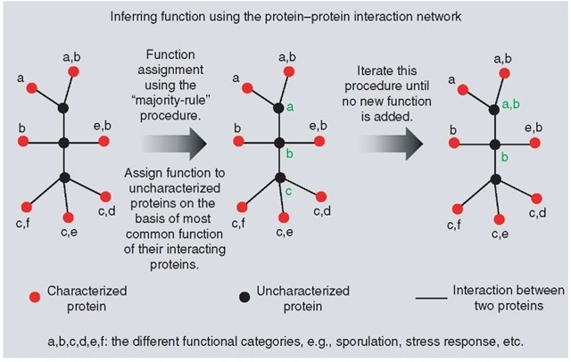 Figure demonstrating the use of majority-rule assignment (see text) of function from protein-protein interaction networks. In this figure, labels a-f in black represent arbitrary functional class assigned to well-characterized proteins (nodes) in the network. Labels a-c in green are the functions of uncharacterized proteins (nodes) inferred using the majority-rule method