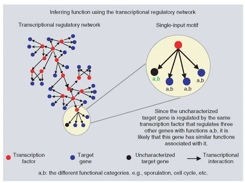  Determination of protein function using the context in which it occurs in the transcriptional regulatory network  
