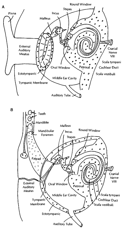  Diagram of the ear in a generalized mammal (A) and a cetacean (B). Pinnipeds and sirenians have auditory systems similar to A. 