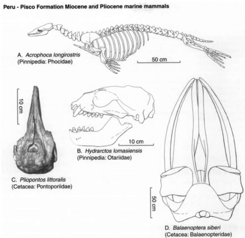 Miocene and Pliocene marine mammals from Peru. (A) Skeleton of pinniped Acrophoca lon-girostris, lateral, view, after de Muizon (1985). (B) Skull of pinniped Hydrarctos lotnasiensis, lateral view, after de Muizon (1978, Bull. d'Inst. Fr. d'Etud. Andines 7). (C) Skull of cetacean Pliopontos littoralis, dorsal view, photo by R. E. Fordyce. (D) Skull and mandibles of cetacean Balaenoptera siberi, dorsal view, after Pilleri (1989). 