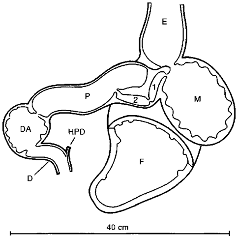 Stomach of a spinner dolphin, Stenella longirostris, ventral view. D, duodenum; DA, duodenal ampula; E, esophagus; F, forestomach; HPD, hepatopancreatic duct; M, main stomach; P, pyloric stomach; 1, 2, compartments of connecting chambers. 