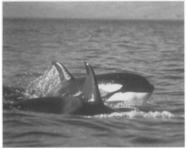 In certain populations, male and female killer whales renuiin with their natal groups throughout their lifetime.