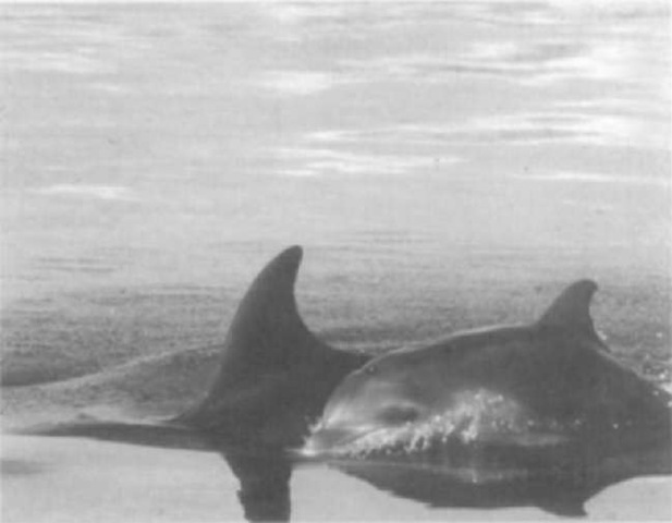 Bottlenose dolphin calves remain with their mothers for up to 11 years. 