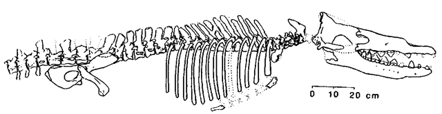 Skeleton of the protocetid Rodliocetus.