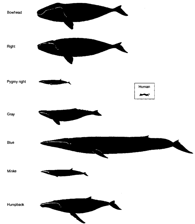 Lateral profiles of representative baleen whales, with a human figure, to scale